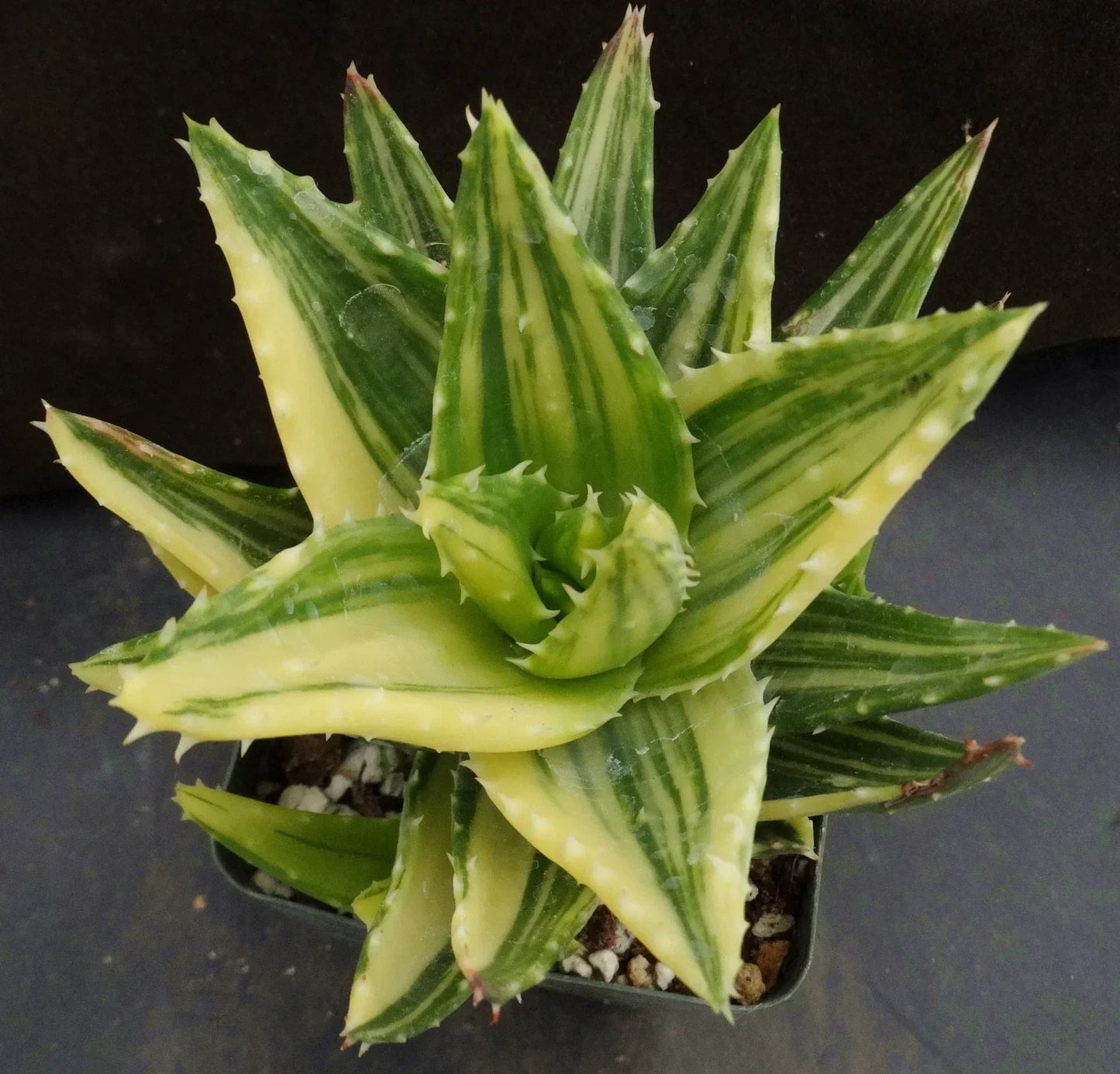 Aloe Nobilis Variegata - Golden Toothed Aloe - 2" Diameter Potted Succulent