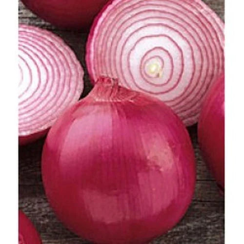 Red Grano Onion Seeds - 310 Count - Early Sweet Onion Variety - Allium cepa - GroCo USA