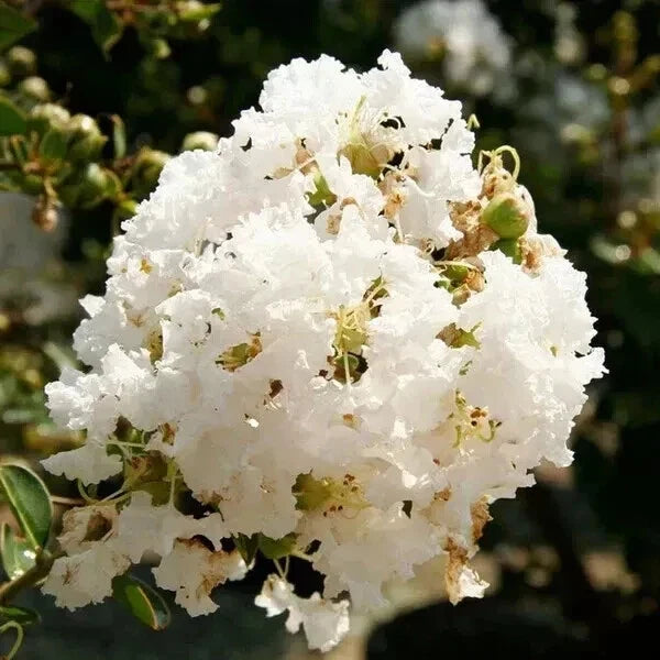 Crape Myrtle Cuttings - 5 Rooting Graftings - 'Natchez' White Blooms - Lagerstroemia indica