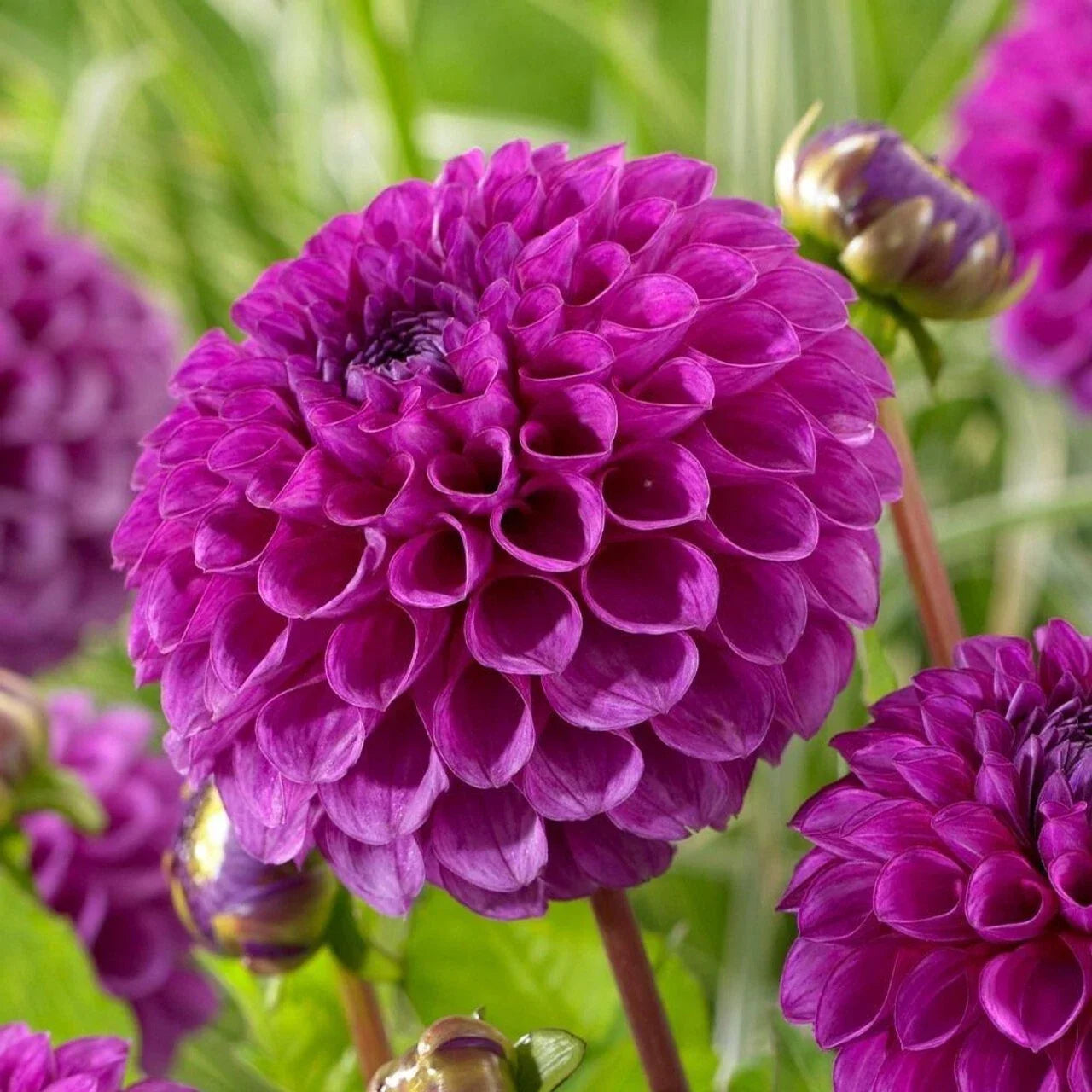 Dahlia Seeds - Perennial Flower Pack of 25 - Nina Dahlia (Dahlia pinnata) for Borders & Cut Flowers