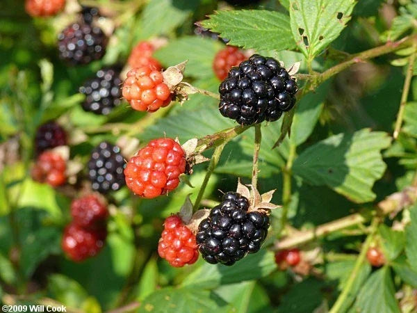 Sawtooth Giant Blackberry Plants 5-Pack | Thorny, Tall-Growing Rubus fruticosus for Support & High Yield