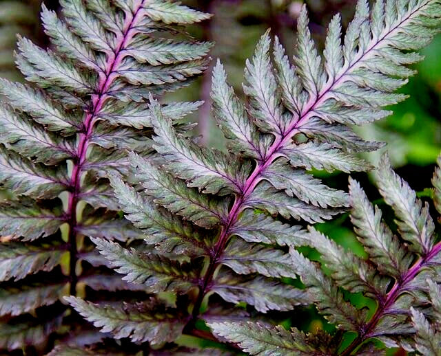 Lady Fern Seeds 1000 Spores Regal Red Filix Femina Niponicum Cold Hardy Fern for Shade Gardens
