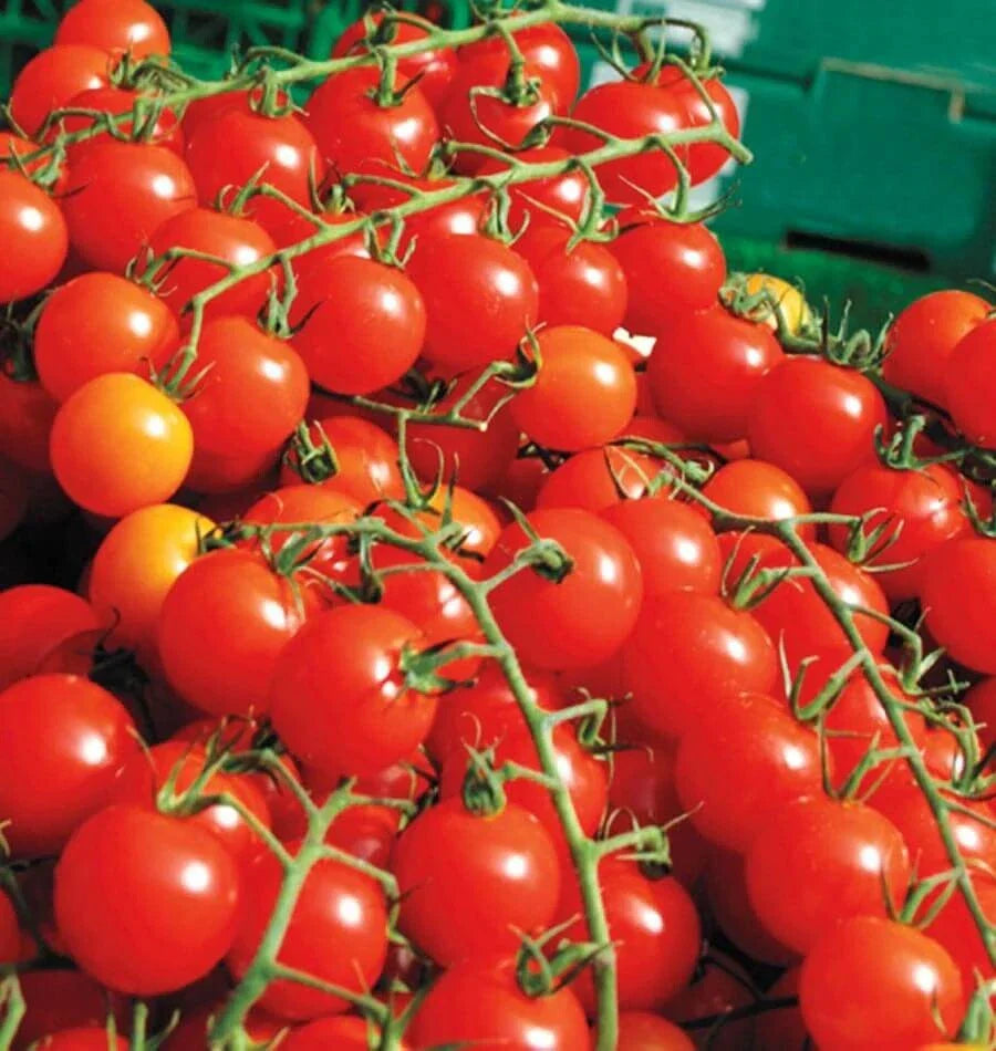 Cherry Tomato Seeds - 200+ Super Sweet Heirloom Non-GMO Organic Solanum lycopersicum