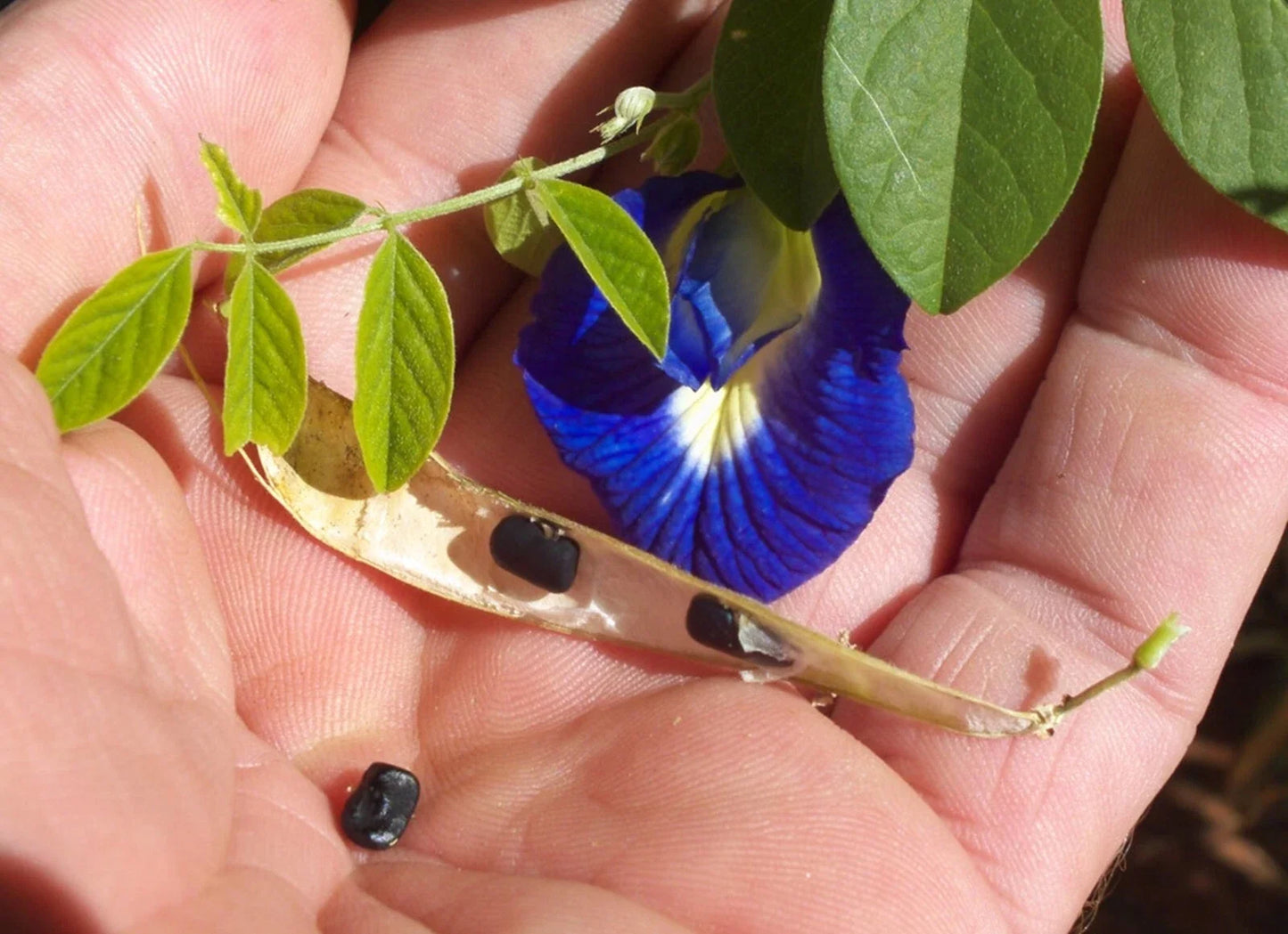 Butterfly Pea Vine Seeds - Organic Clitoria ternatea Edible Blue Flowers for Tea & Culinary Use - 5 Pack