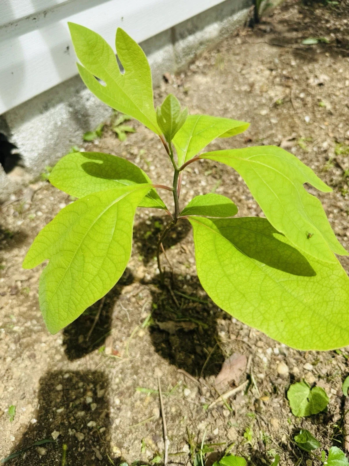 Organic Sassafras Trees Bare Root 10 Pack - Sassafras albidum for Landscaping & Wildlife