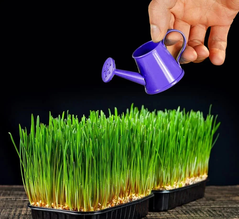 Organic Wheat Microgreens Seeds 5 Pounds Triticum aestivum for Germination, Indoor & Outdoor Growing