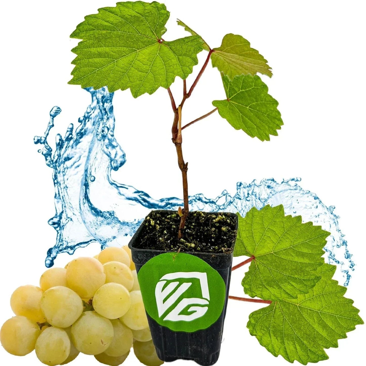 Blanc du Bois Grape Live Plant - Vitis labrusca in 3-Inch Pot for Home Garden