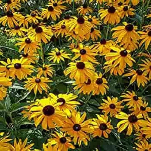 Ozark Gold Coneflower Seeds - 50 Pack, Echinacea purpurea Perennial Flowers, Golden-Yellow Blooms, Butterfly Attractant, USA Grown