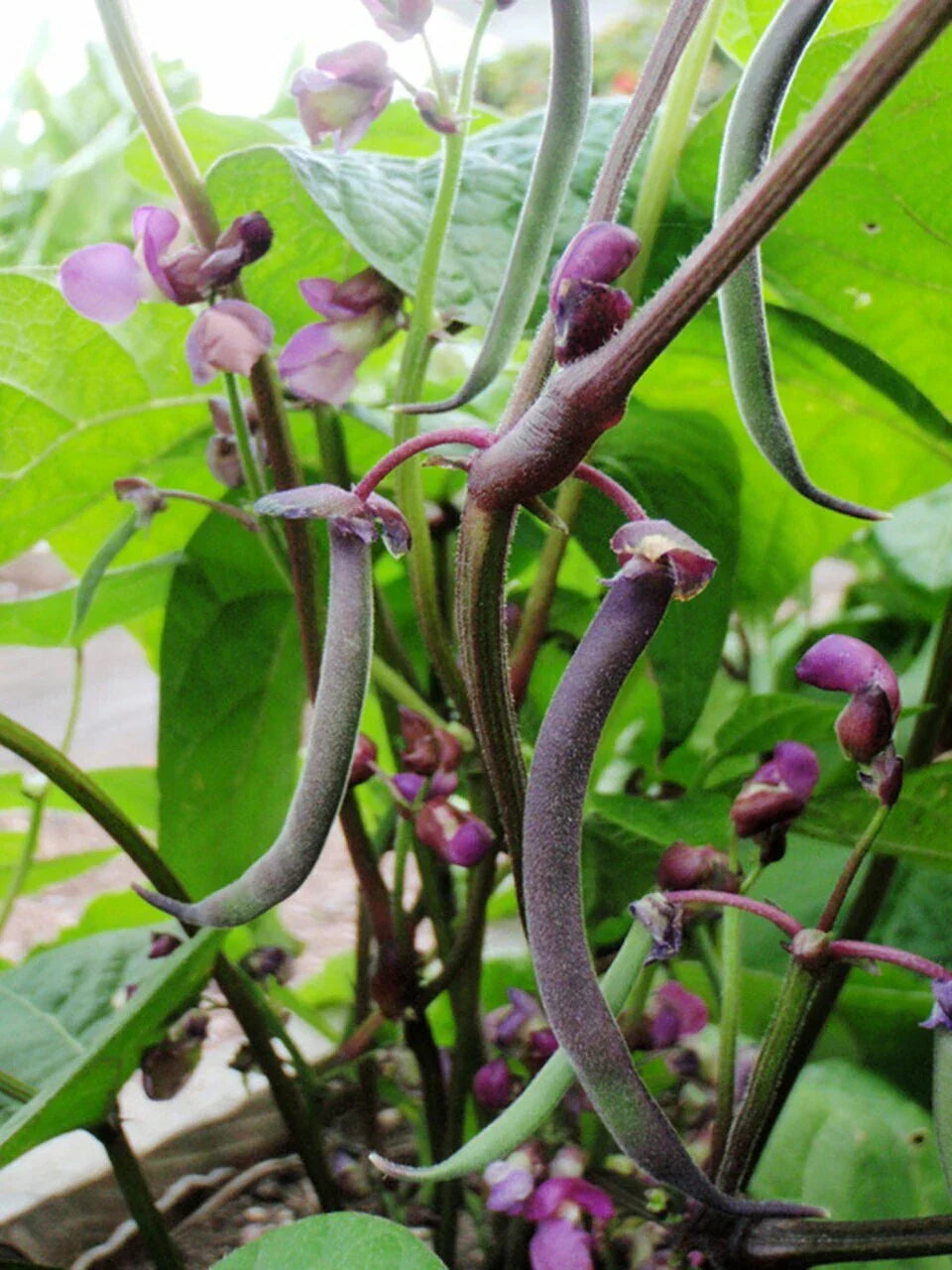 Royal Burgundy Bush Green Bean Seeds NON-GMO Heirloom Phaseolus vulgaris