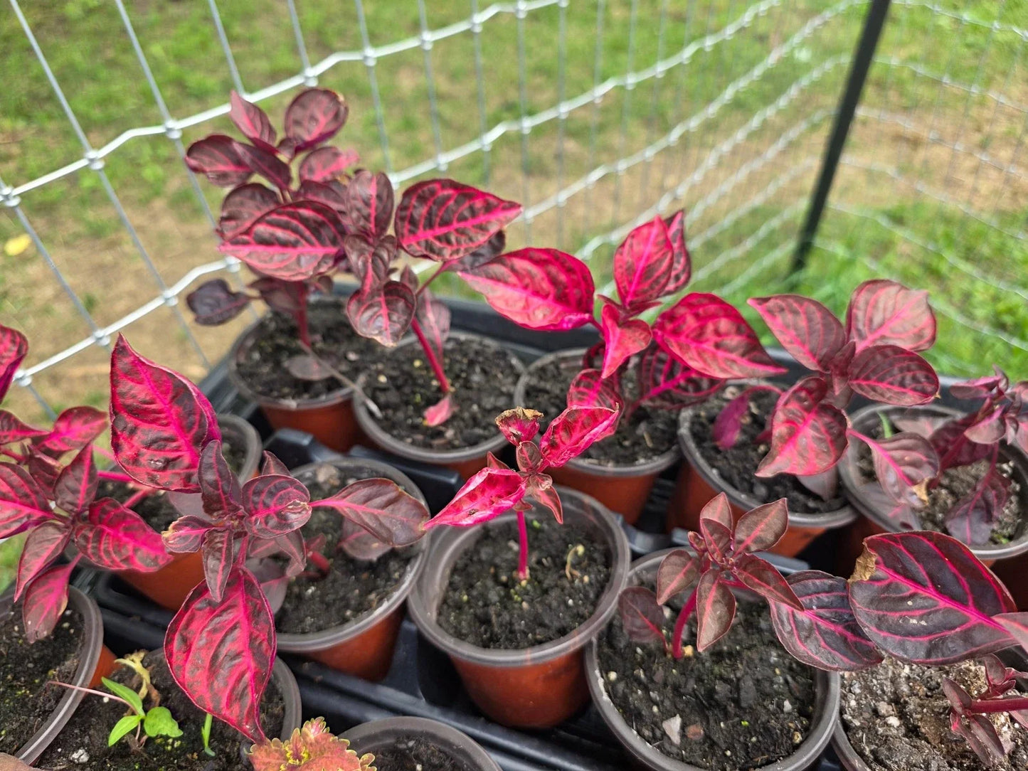 Live Bloodleaf Starter Plant Iresine herbstii - Indoor/Outdoor Foliage, Easy to Grow, Tropical Plant