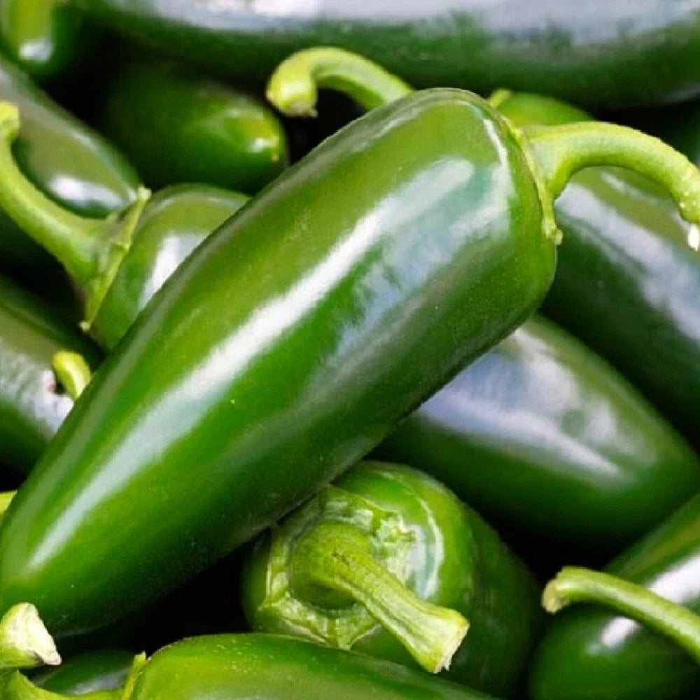 Tam Jalapeno Pepper Seeds | NON-GMO Heirloom Capsicum annuum | Spicy Green Peppers