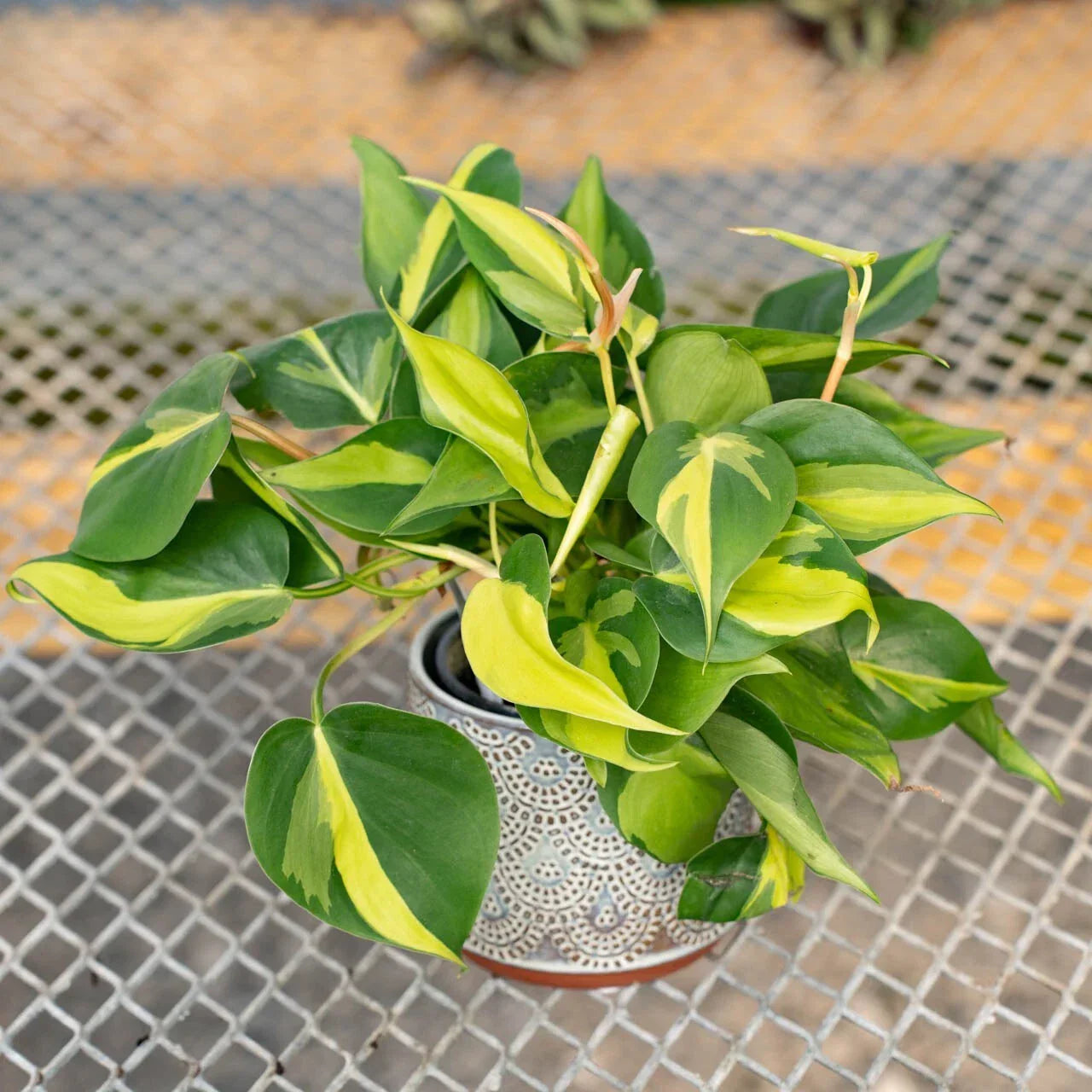 Variegated Philodendron Brasil Starter Plant 4" Live Well-Rooted Plug - Philodendron hederaceum