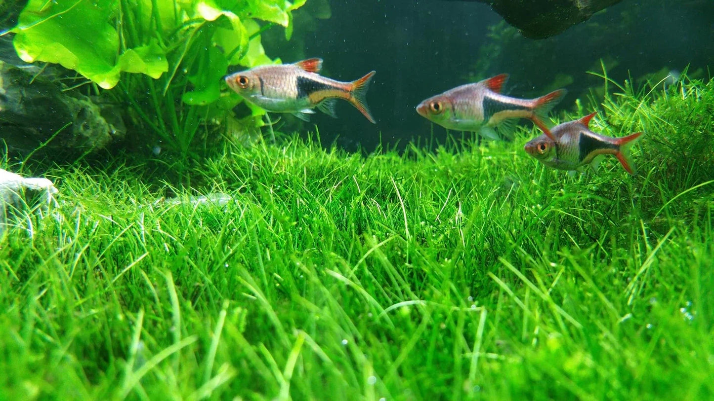 Aquarium Water Grass Seeds | 100+ Seeds | Lush Underwater Plant | Eleocharis spp. for Fish Tanks