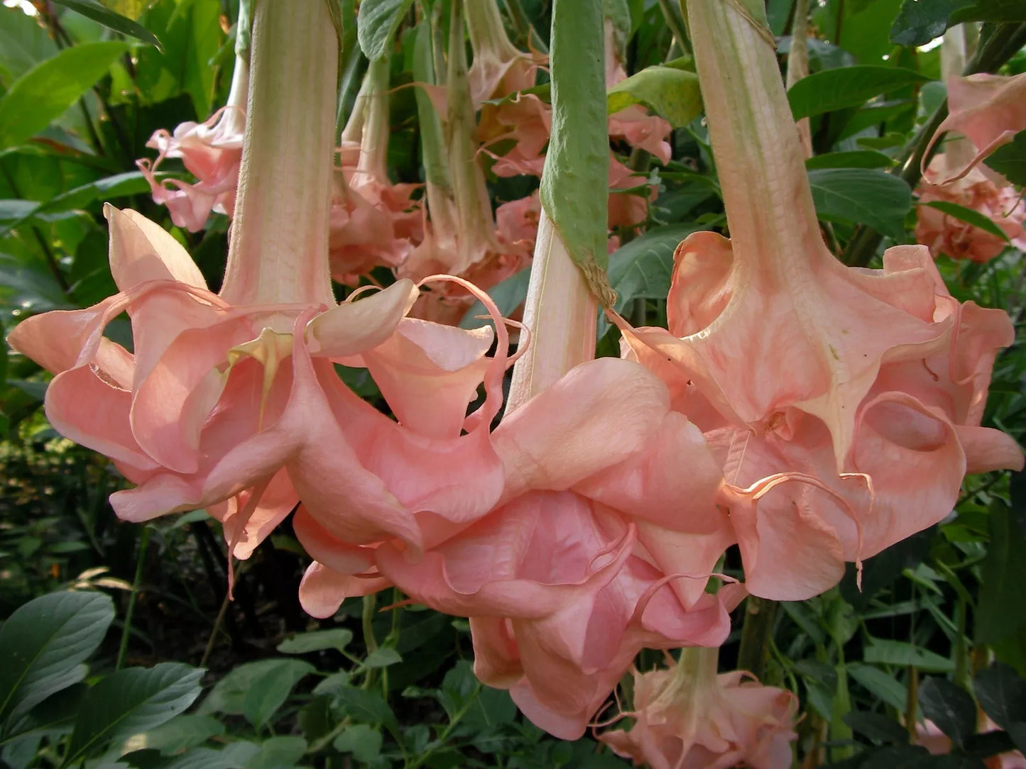 Evelyn Rose Angel Trumpet Seeds - Pink Brugmansia spp. - Fragrant, Pollinator-Attracting, Easy to Grow, 10 Seeds