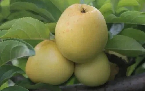 Nehou Apple Seeds - Heirloom Malus domestica for Garden Planting - Non-GMO, Easy to Grow, USA Shipped