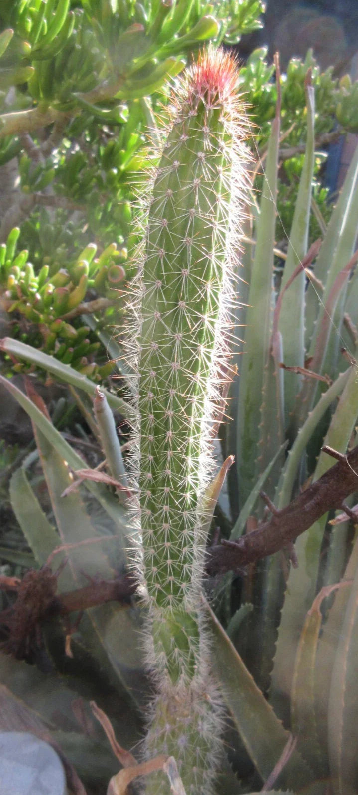 Snake Cactus Tip Cut 12" Peniocereus serpentinus Unique Desert Plant Propagation