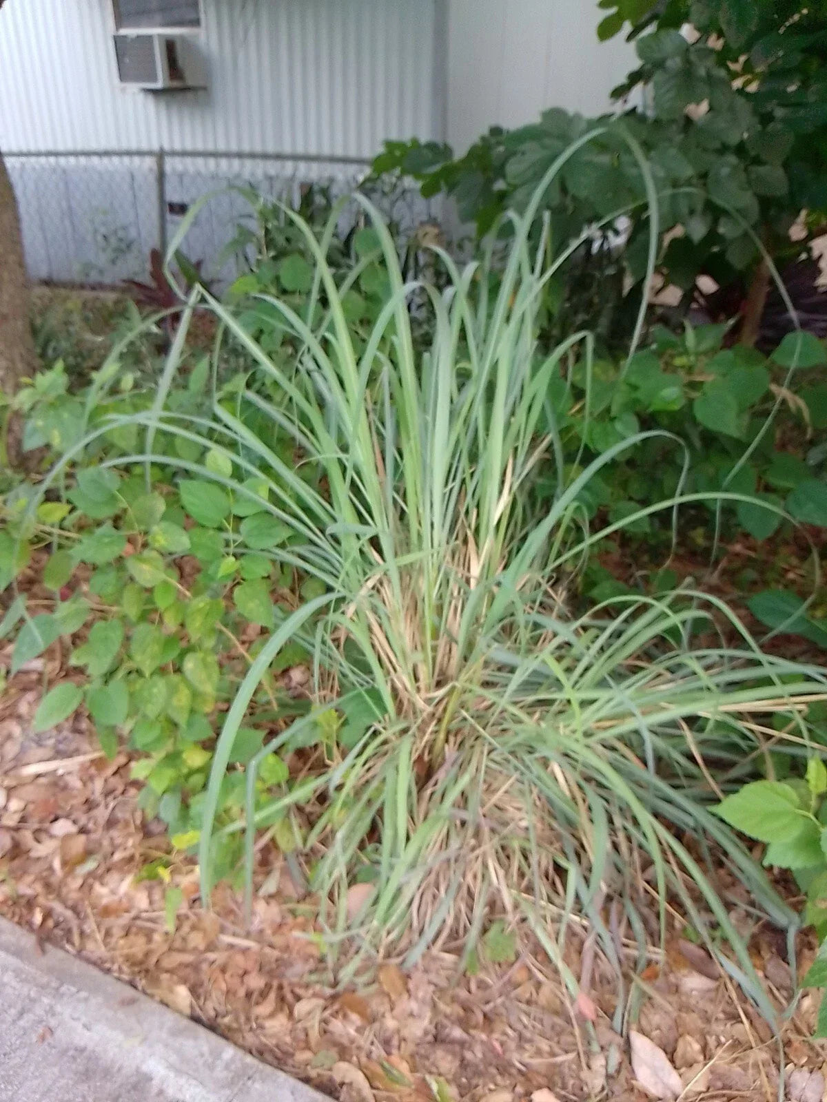 Live Lemongrass Stalks - 7 Healthy Cymbopogon citratus Herb Plants for Tea