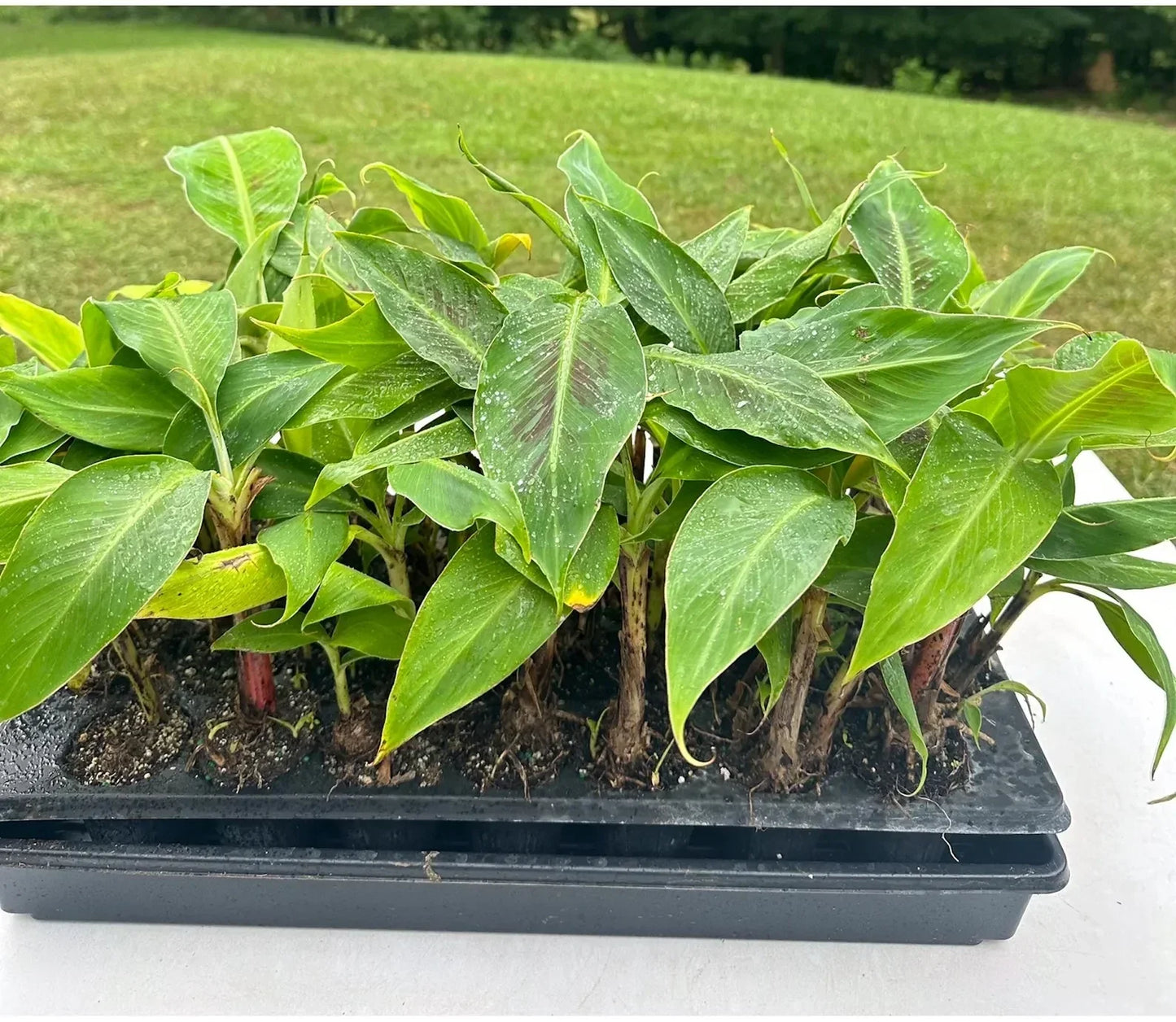 Dwarf Banana Tree Musa Cavendish - Cold Hardy Tropical Fruit Plant for Patio & Container Gardens