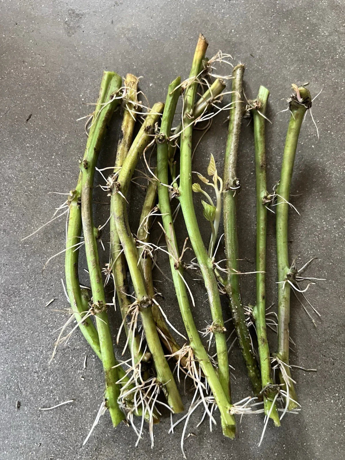 Rooted Sweet Potato Vine Cuttings - 10 Pack of Ipomoea batatas for Home Gardening