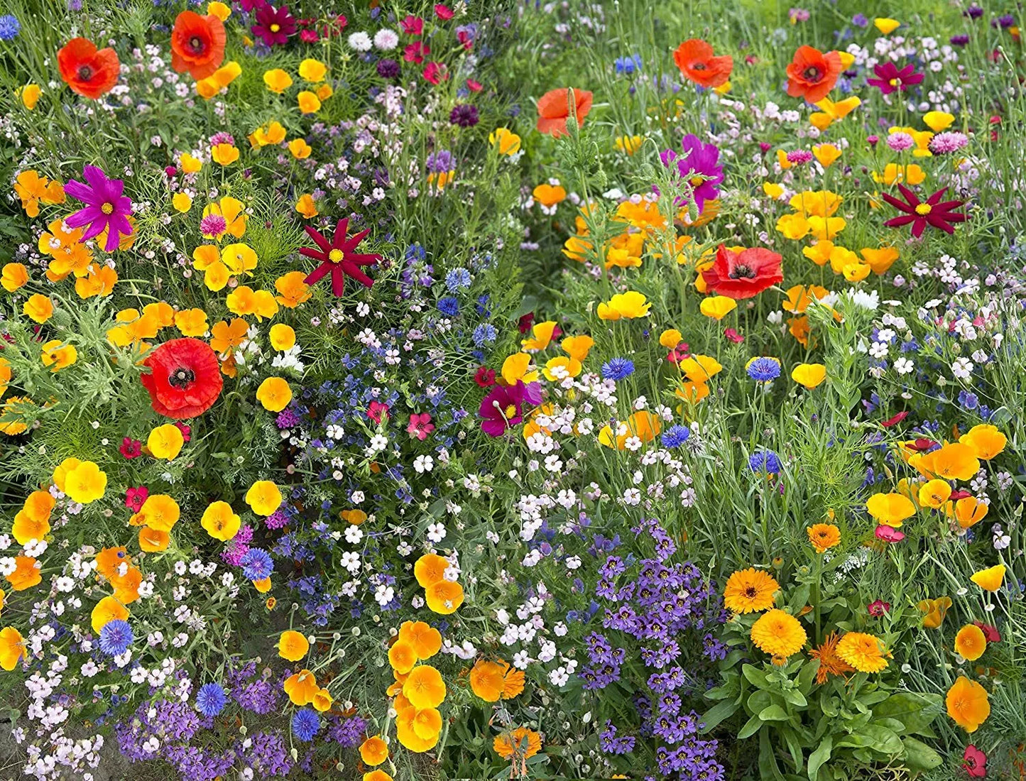 Wildflower Seed Mix - 17 Species for Hummingbirds & Butterflies | Native Wildflowers