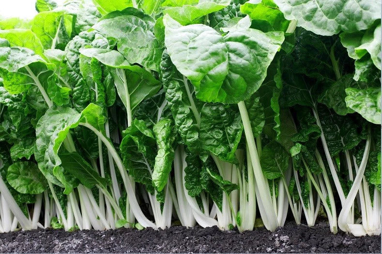 Fordhook Giant Swiss Chard Seeds - Heirloom, Heat Tolerant Salad Greens, Beta vulgaris subsp. cicla, Pack of 35-125 Seeds