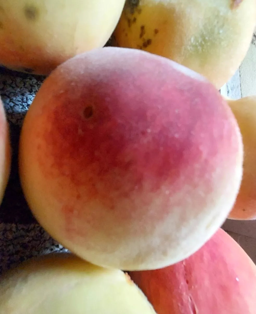 Peach Tree Seeds Red Haven, White Fruit, Hardy Prunus persica, Edible Garden Plant, 4 Seeds