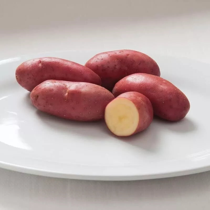 French Fingerling Seed Potatoes - 1 lb Heirloom Solanum tuberosum for Planting
