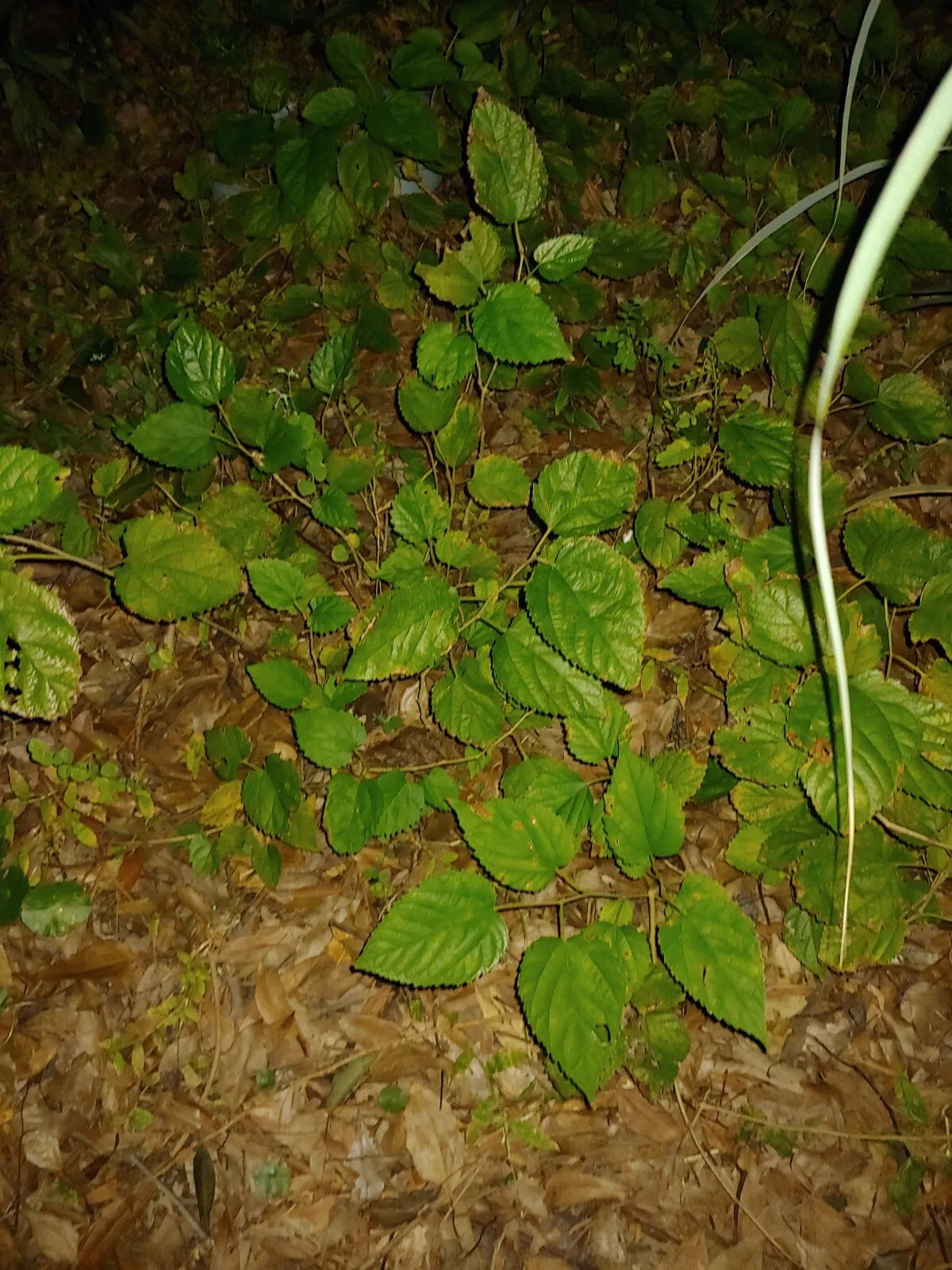 Organic Red/Black/Mulberry Rooted Tree 1 Year Old 10-14" | Edible Fruit & Leaves Morus spp.