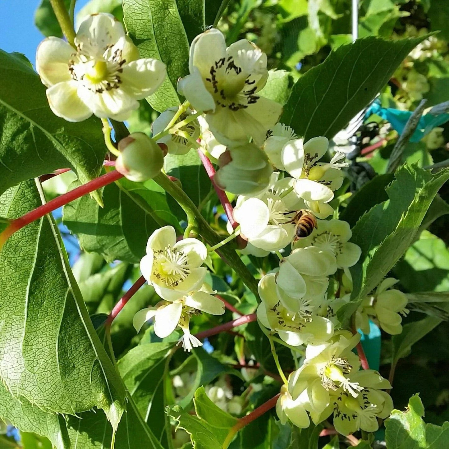 Kiwi Opitz Male Pollinator Live Rooted Starter Plant for Zones 4-8, Actinidia deliciosa, Late Flowering Vine