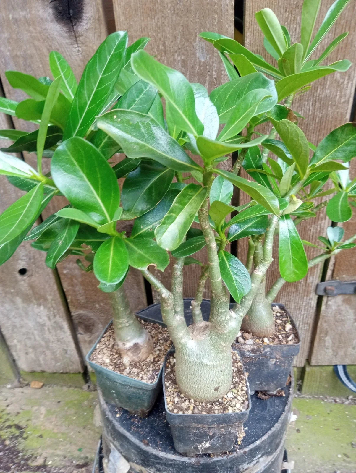 Adenium Desert Rose Potted Plant 4-Inch Mixed Colors, Adenium obesum, Indoor Outdoor Succulent