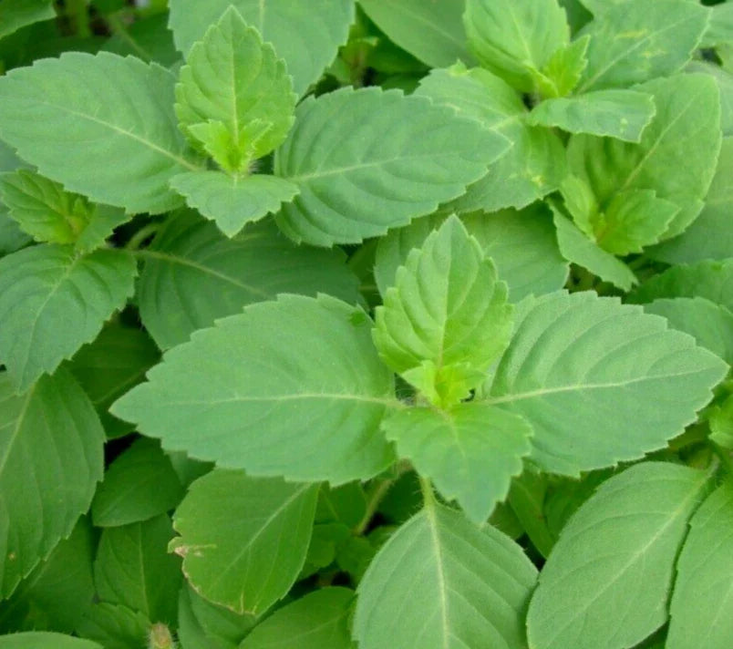 Tulsi Basil Seeds 200+ Green Leaf Holy Basil (Ocimum sanctum) Organic Non-GMO Herb for Garden