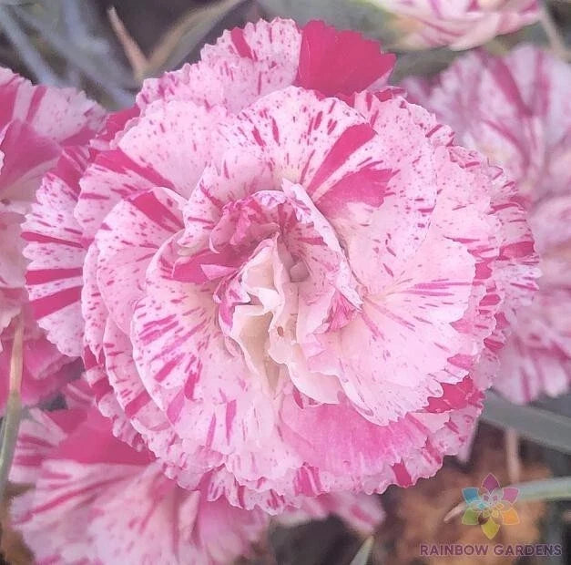 Peppermint Pink Carnation Seeds - 200+ Pack, Dianthus caryophyllus, Flowering Plant for Garden Beds & Containers