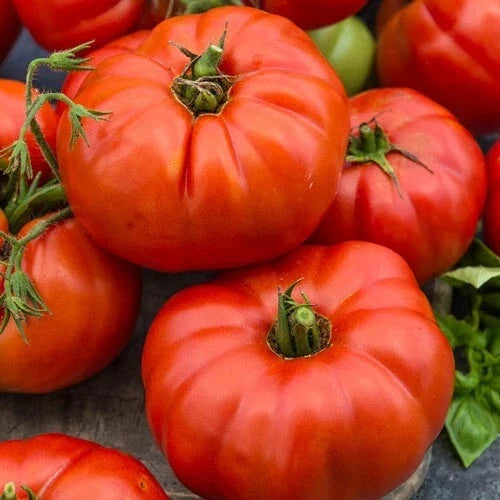 25 Beefsteak Tomato Seeds - Heirloom Solanum lycopersicum for Home Gardening, Large Juicy Tomatoes, Non-GMO, Free USA Shipping