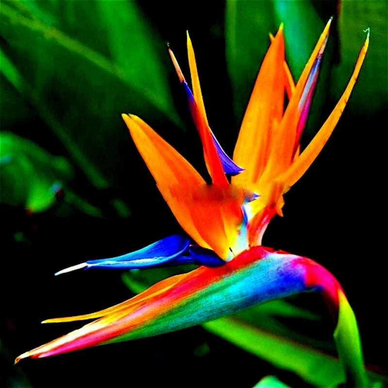 Orange Bird of Paradise Seeds - Strelitzia reginae Tropical Crane Flower for Exotic Gardens and Landscaping