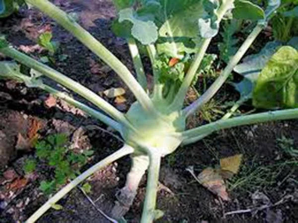 Kohlrabi Seeds Early White Vienna Heirloom Non-GMO 100 Seeds Brassica oleracea var. gongylodes