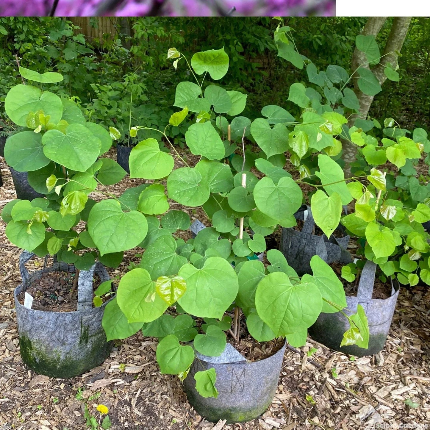 Eastern Redbud Tree 1-2 Year Plant Cercis canadensis Pink Spring Blooms Ornamental Garden Tree