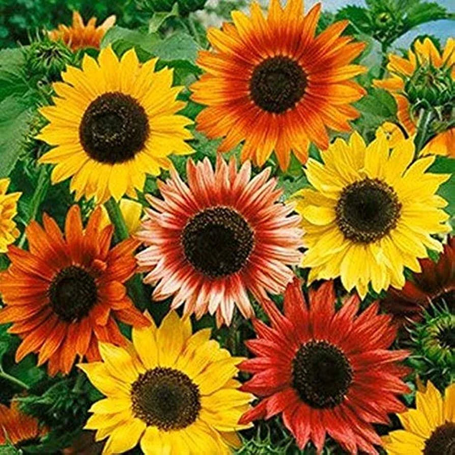 Autumn Beauty Mix Sunflower Seeds - 55 Seeds - Helianthus annuus - Vibrant Autumn Colors