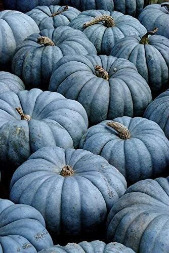 Blue Jarrahdale Pumpkin Seeds 100 Count | Heirloom Exotic Blue Cucurbita maxima for Gardening