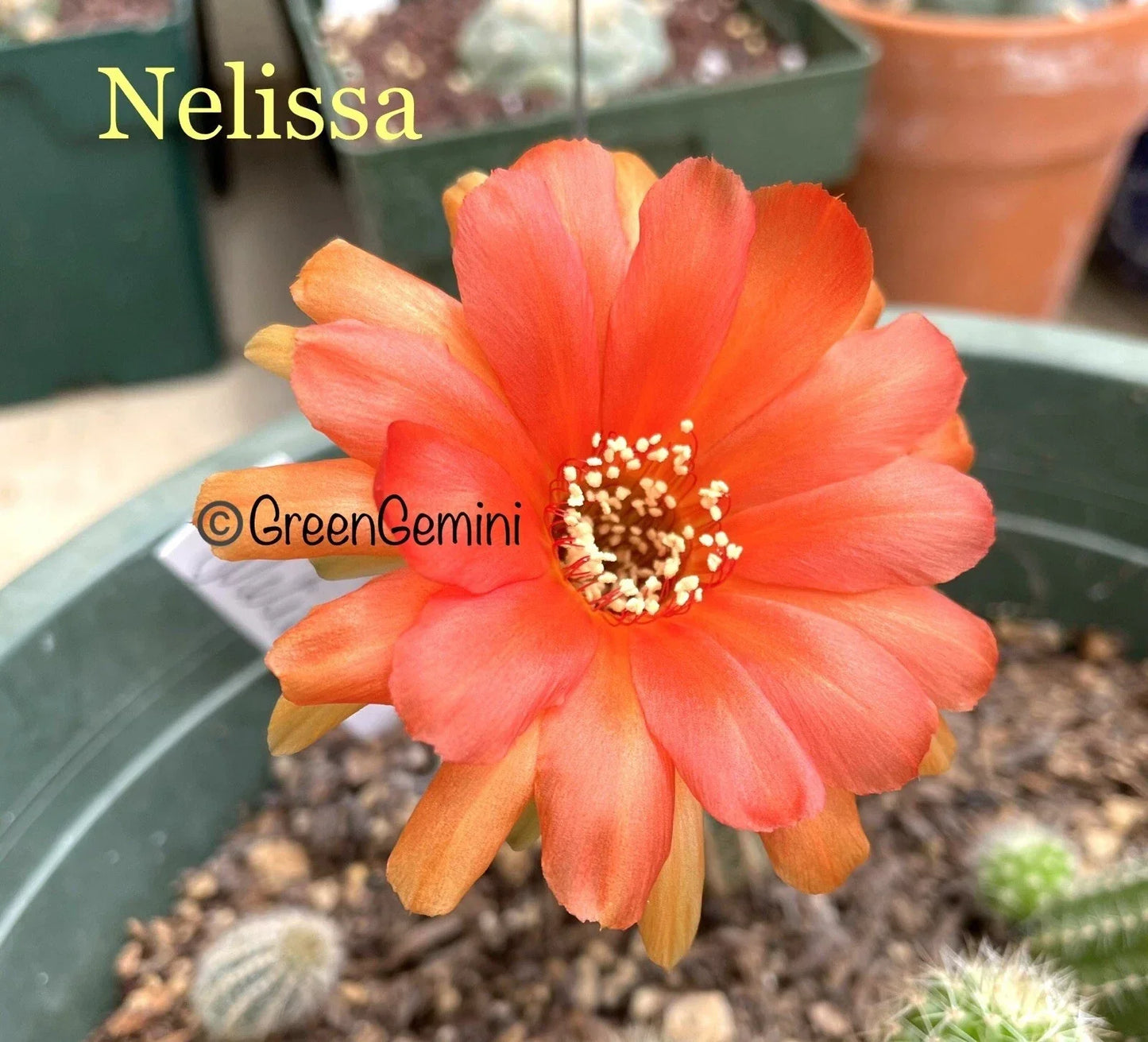 Chamaecereus Lobivia Peanut Cactus - Rare European Hybrid Rooted Plant by NELISSA