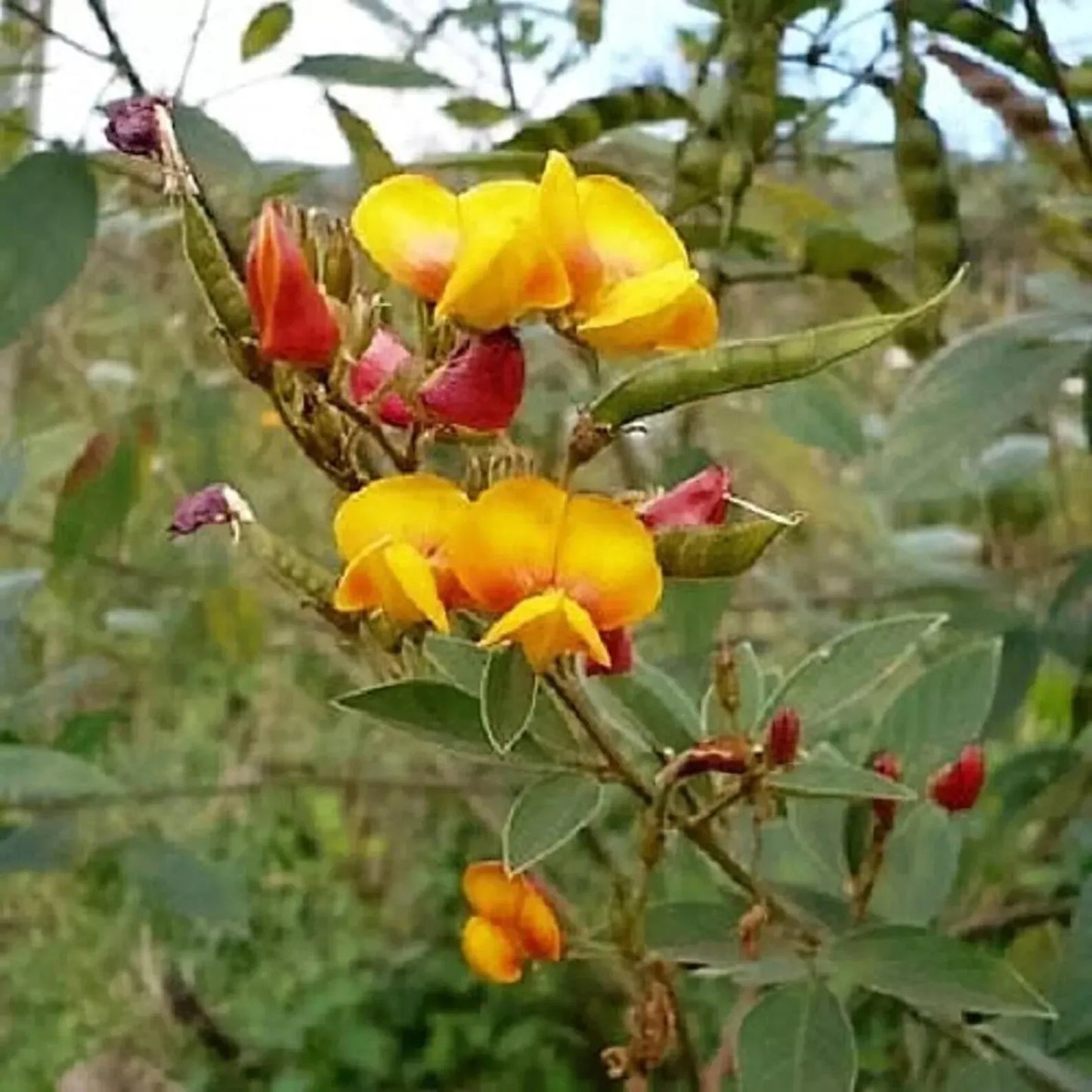 50 Pigeon Pea Seeds - Non-GMO Cajanus cajan for Sustainable Gardening