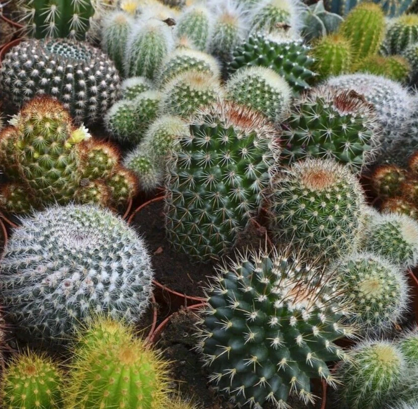Cactus Seeds Mix - 30+ Varieties for Indoor and Outdoor Gardening