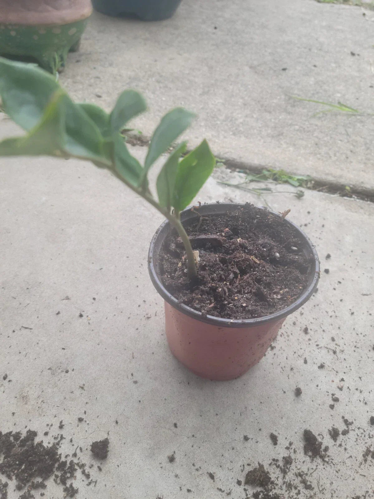 ZZ Plant Medium Size - Zamioculcas zamiifolia Indoor Houseplant
