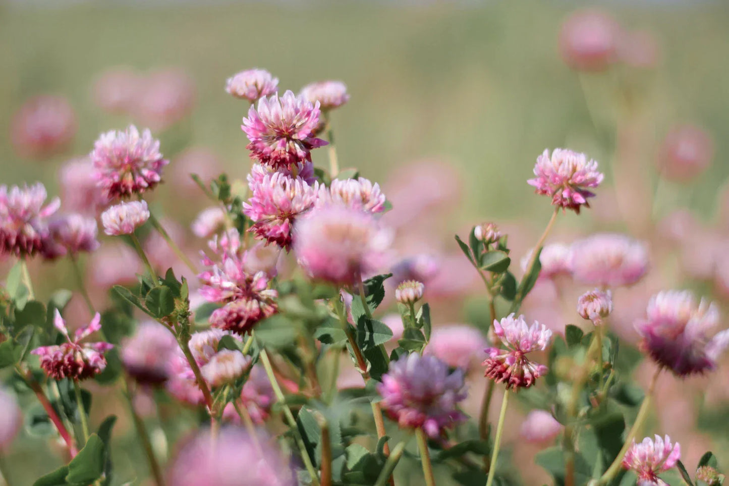 Alsike Pink Clover Seeds - 3,500+ Bulk Medicinal Herb Seeds - Trifolium hybridum