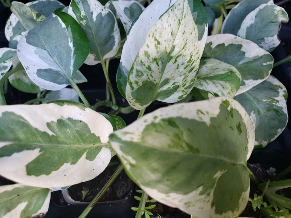 Pearls And Jade Pothos Vine - Rooted Green & Cream Heart Leaf Epipremnum aureum