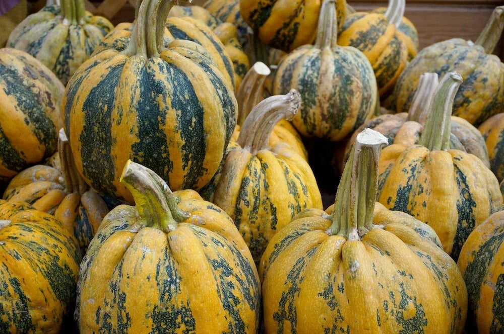 American Tondo Squash Seeds – Heirloom Cucurbita pepo Vegetable Seeds for Home Garden & Container Planting