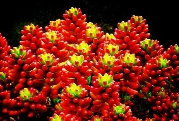 Mixed Succulent Seeds - Rare Lithops Living Stones Cactus - 50 Seeds for Indoor Gardening and Home Decor