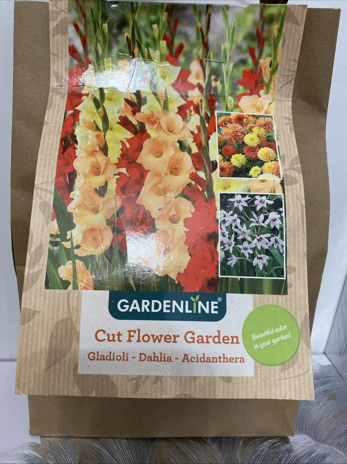 Gladioli and Dahlia Bulb Garden Kit - 30 Flowering Bulbs for Cut Flower Gardens