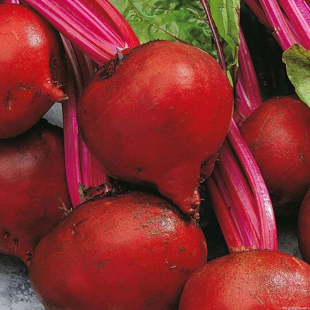 Red Ace Beet Seeds – Organic Beta vulgaris for Home Gardening, Fresh Non-GMO Beetroot Seeds, Easy to Grow in Containers & Beds