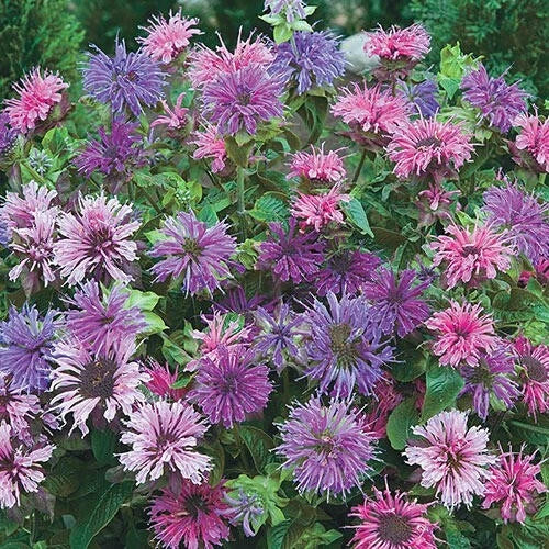 Bee Balm Seeds - 100 Blue Shades Monarda didyma Hummingbird Flower Seeds
