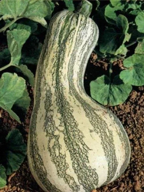 Fresh Heirloom Cushaw Green Striped Pumpkin Seeds - 35 High Yield Winter Squash Seeds - Cucurbita argyrosperma